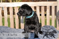  HOUNDS YARD