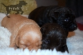  HOUNDS YARD