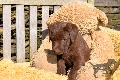  HOUNDS YARD