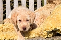  HOUNDS YARD