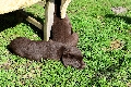  HOUNDS YARD