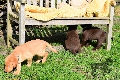  HOUNDS YARD