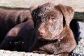  HOUNDS YARD