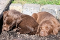  HOUNDS YARD