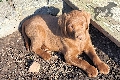  HOUNDS YARD