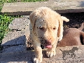  HOUNDS YARD