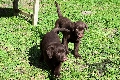  HOUNDS YARD