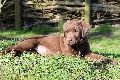  HOUNDS YARD