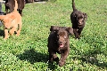  HOUNDS YARD