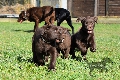 HOUNDS YARD