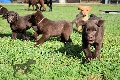  HOUNDS YARD