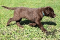 HOUNDS YARD