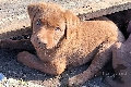  HOUNDS YARD