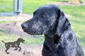  HOUNDS YARD