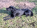  HOUNDS YARD