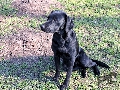  HOUNDS YARD