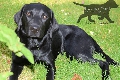  HOUNDS YARD