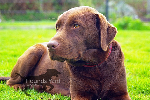 SVEA From Hounds Yard