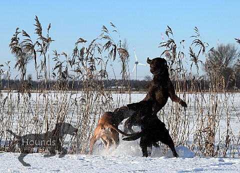 Hundespaß zur Winterzeit